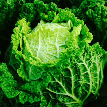 Farm Focus: Minuet Cabbage