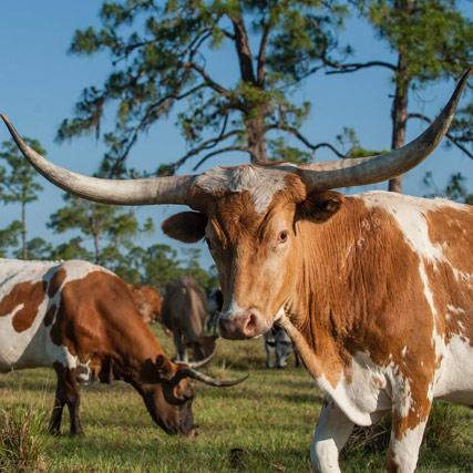 On the move: Florida beef industry meets challenges