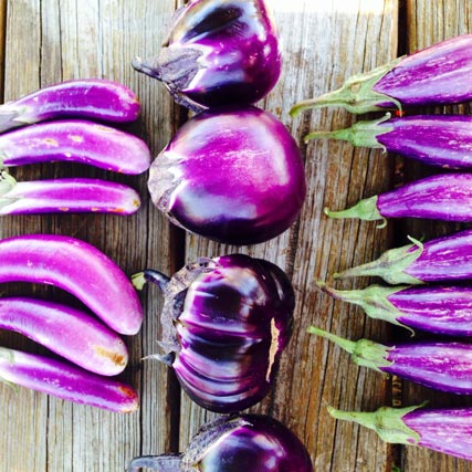 Farm Focus: Eggplant